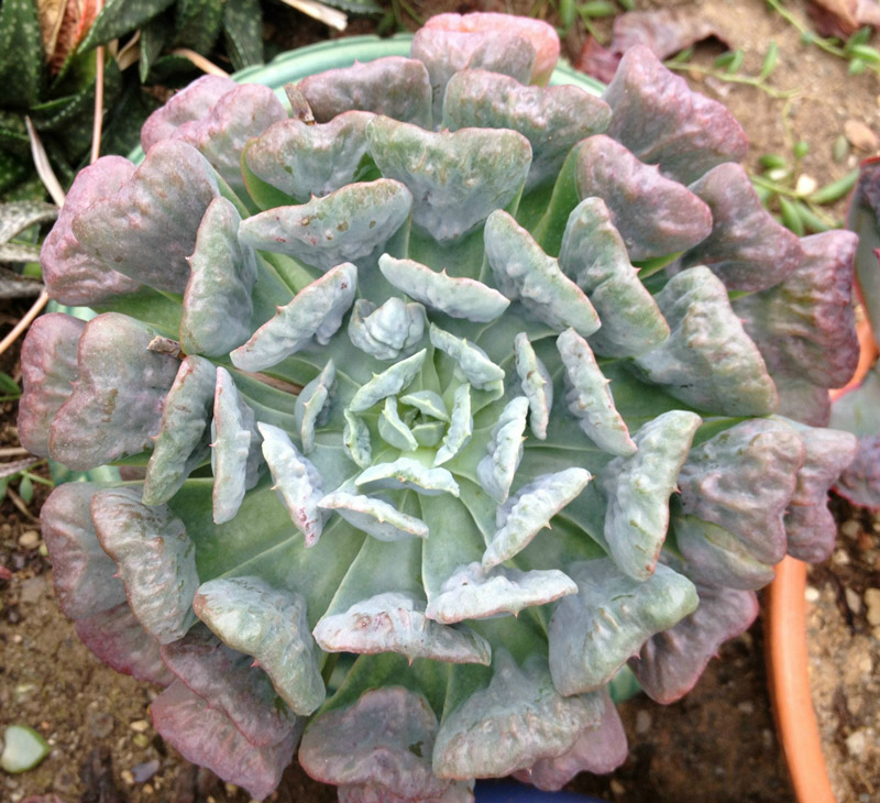 宝塔 Echeveria 'Pagoda'