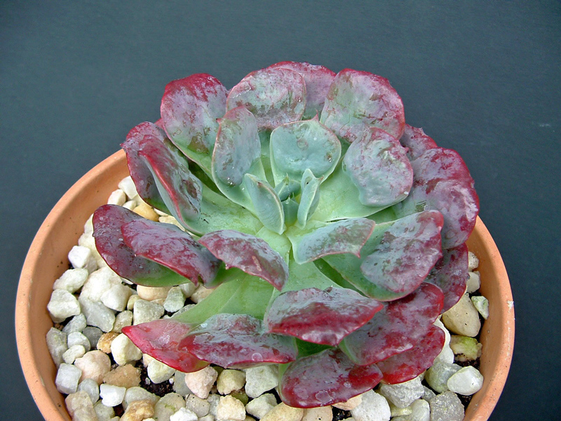宝塔 Echeveria 'Pagoda'