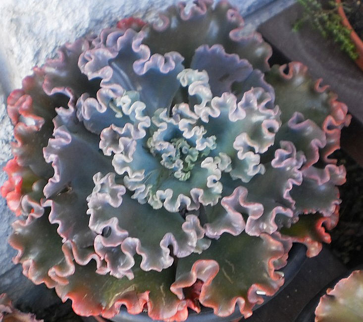 舞会红裙 Echeveria 'Party Dress'