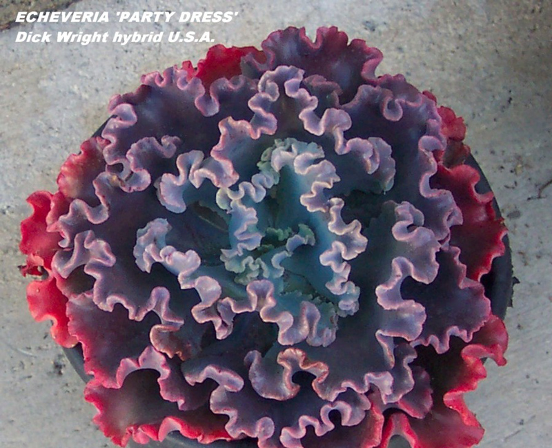 舞会红裙 Echeveria 'Party Dress'