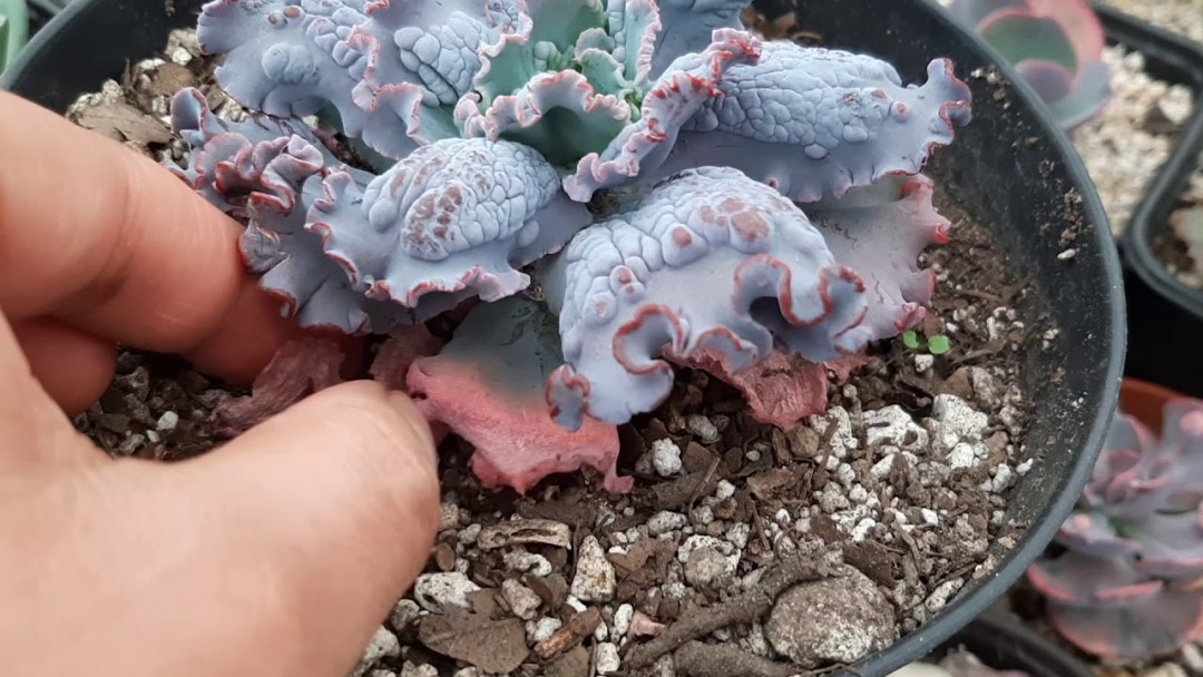 极速狂澜 Echeveria 'Speed Bumps'