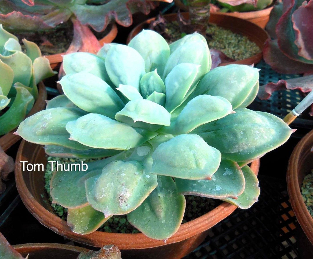 拇指汤姆 Echeveria 'Tom Thumb'