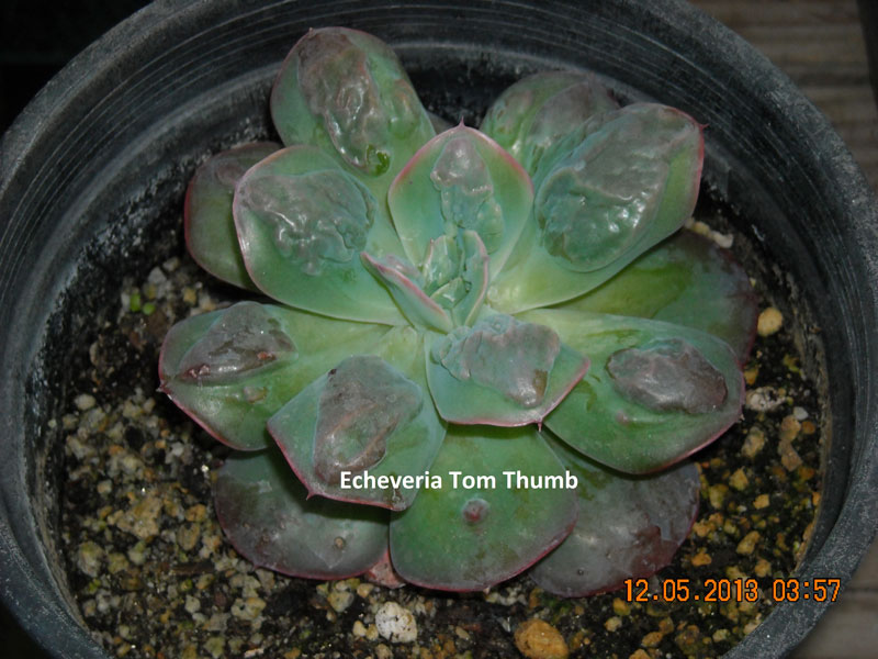 拇指汤姆 Echeveria 'Tom Thumb'