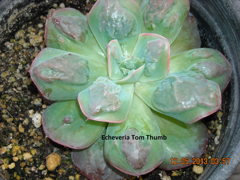 拇指汤姆 Echeveria 'Tom Thumb'