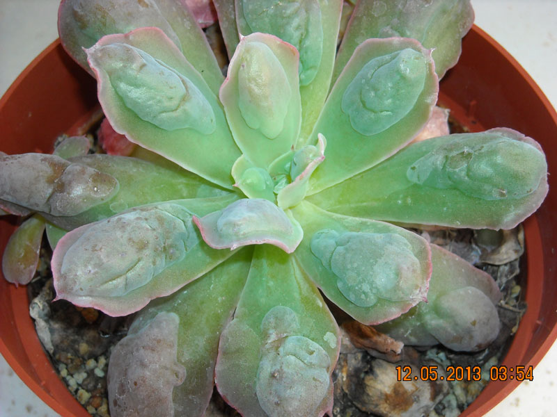 拇指汤姆 Echeveria 'Tom Thumb'