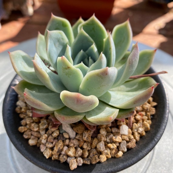 暮光之城 Echeveria 'Twilight'