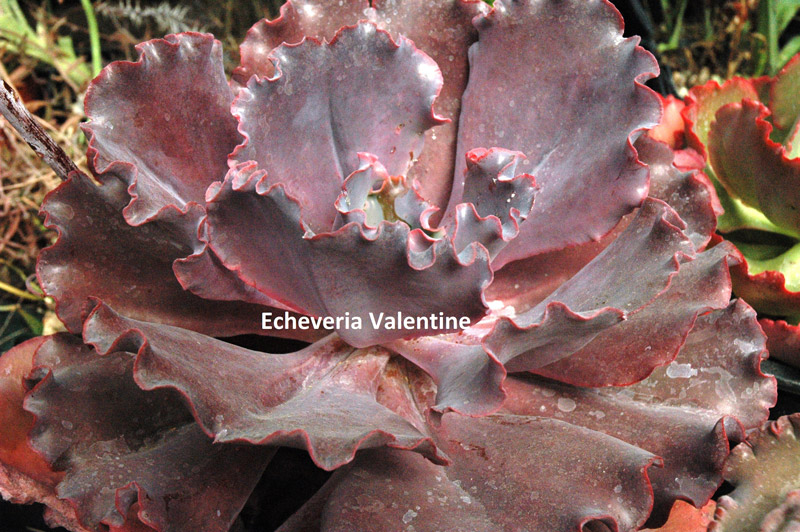 情人节 Echeveria 'Valentine'