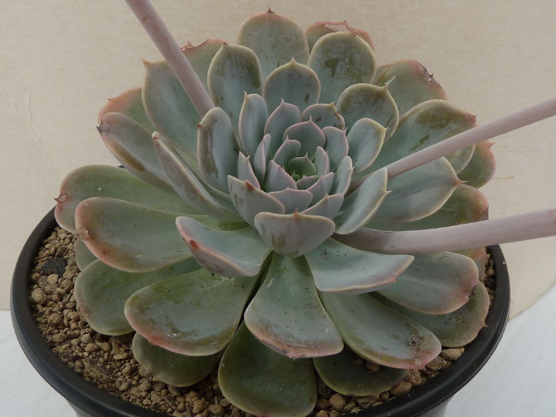 银星石 Echeveria 'Wavellite'