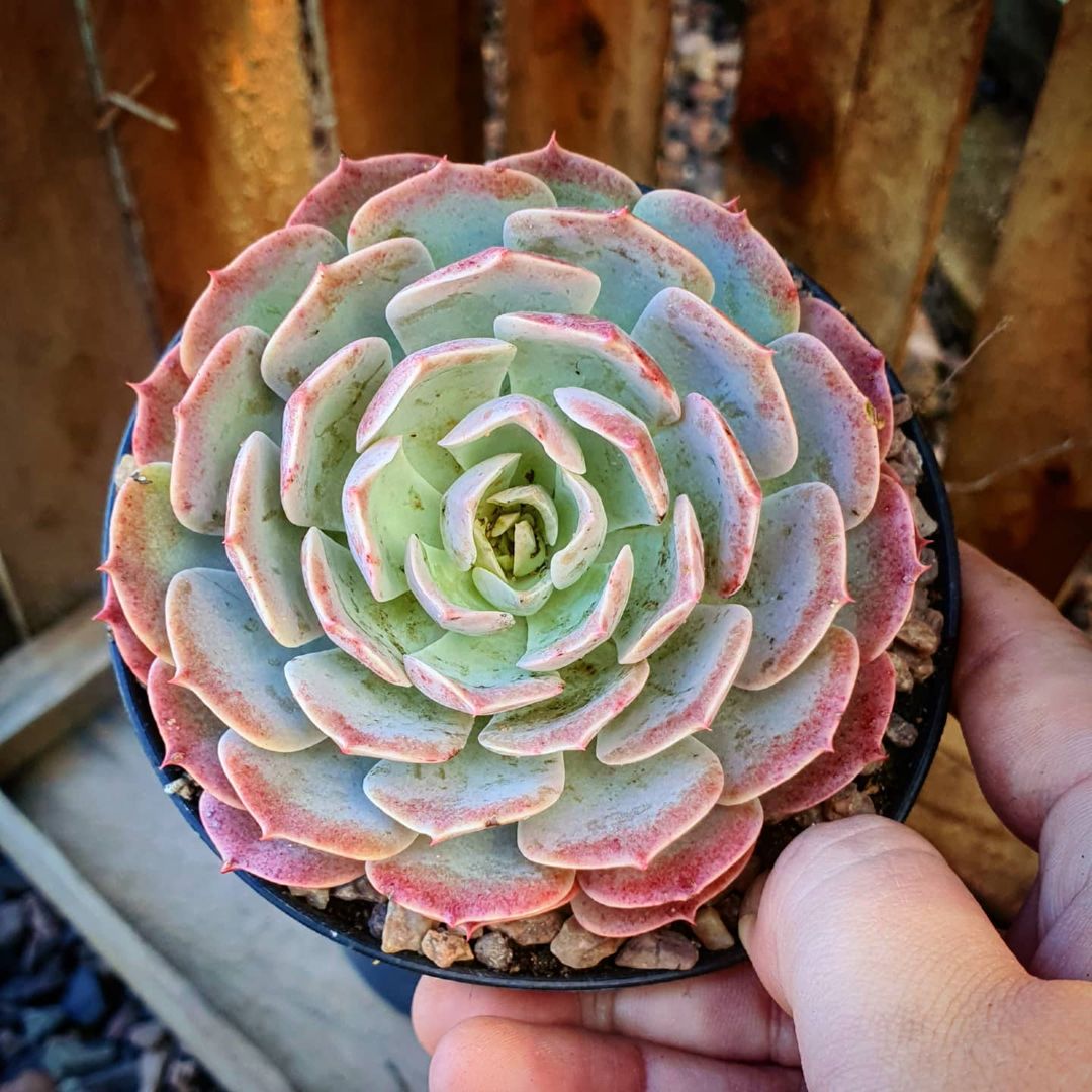 银星石 Echeveria 'Wavellite'