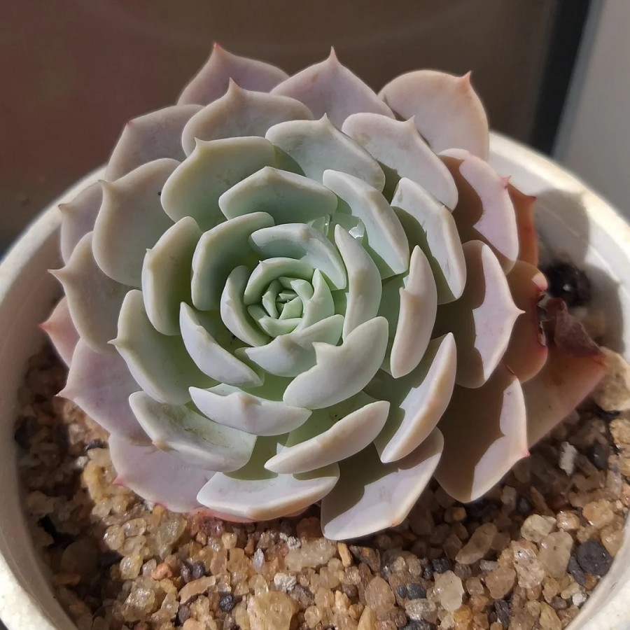 银星石 Echeveria 'Wavellite'