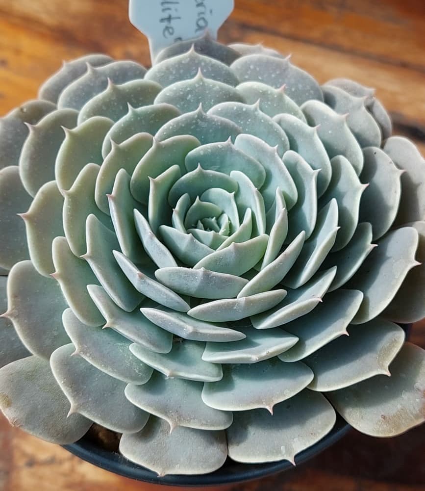 银星石 Echeveria 'Wavellite'