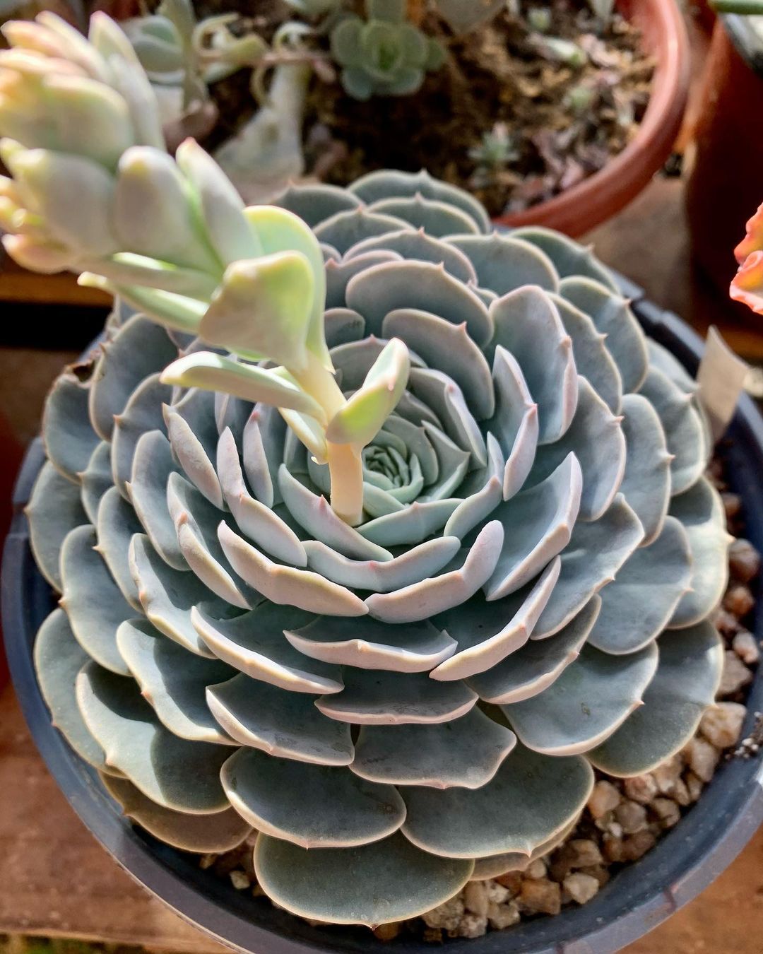 银星石 Echeveria 'Wavellite'