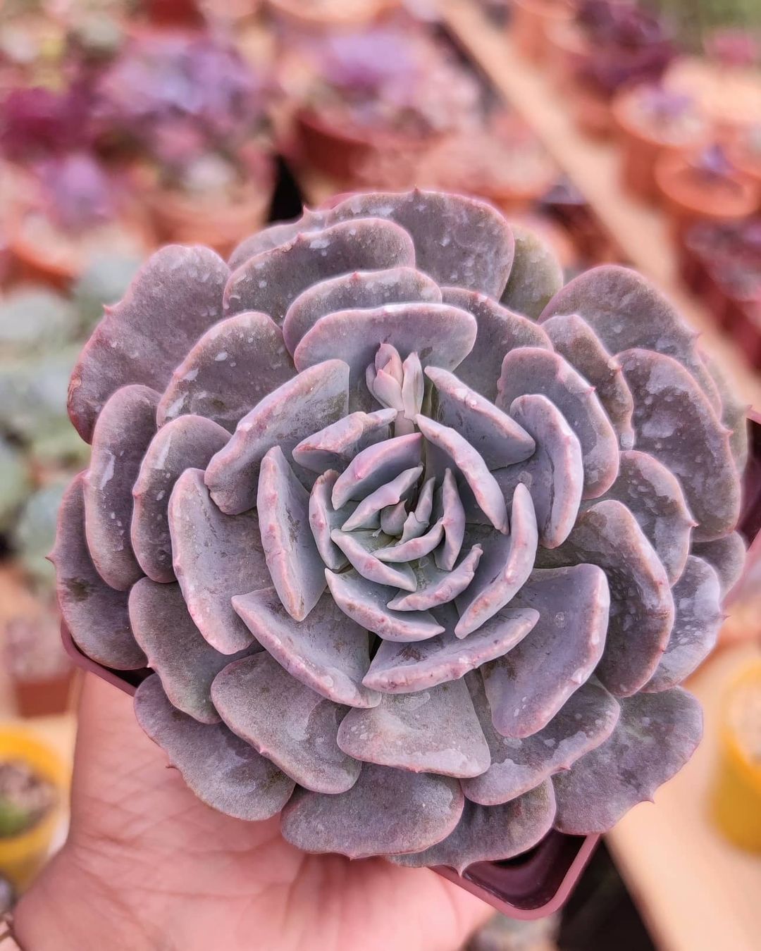 银星石 Echeveria 'Wavellite'