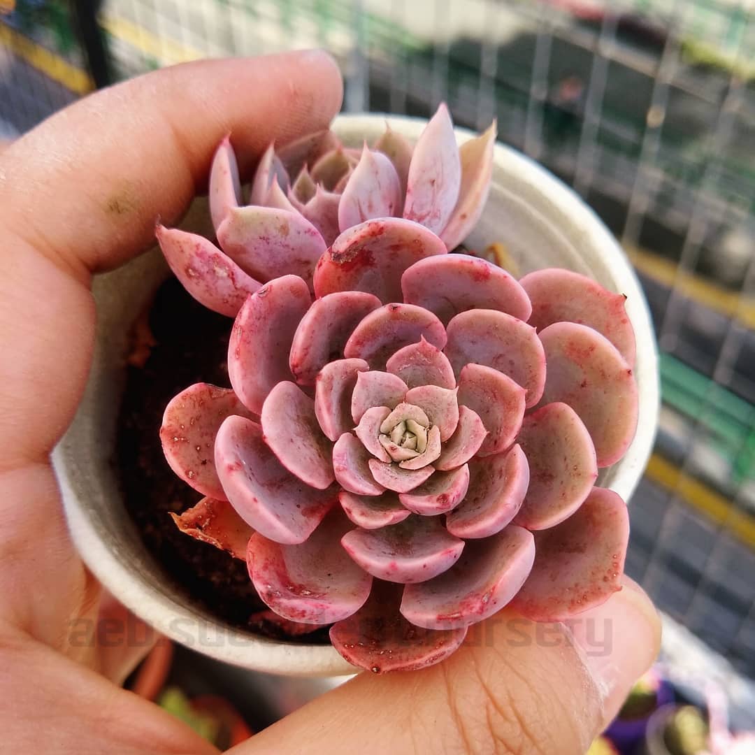 银星石 Echeveria 'Wavellite'