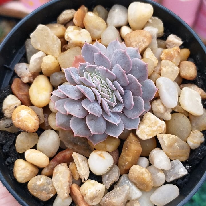 银星石 Echeveria 'Wavellite'