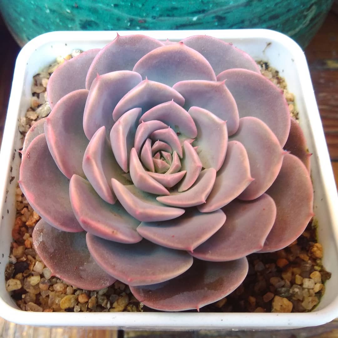 银星石 Echeveria 'Wavellite'