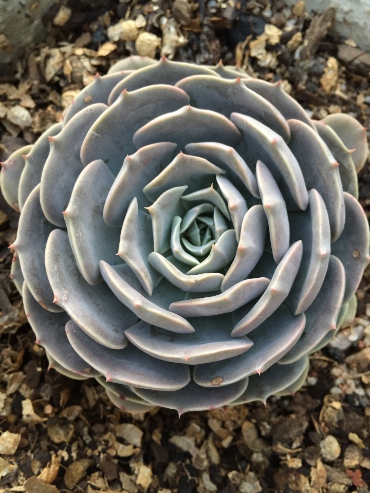 银星石 Echeveria 'Wavellite'