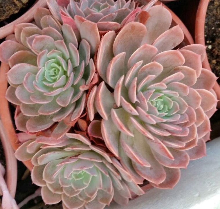 银星石 Echeveria 'Wavellite'