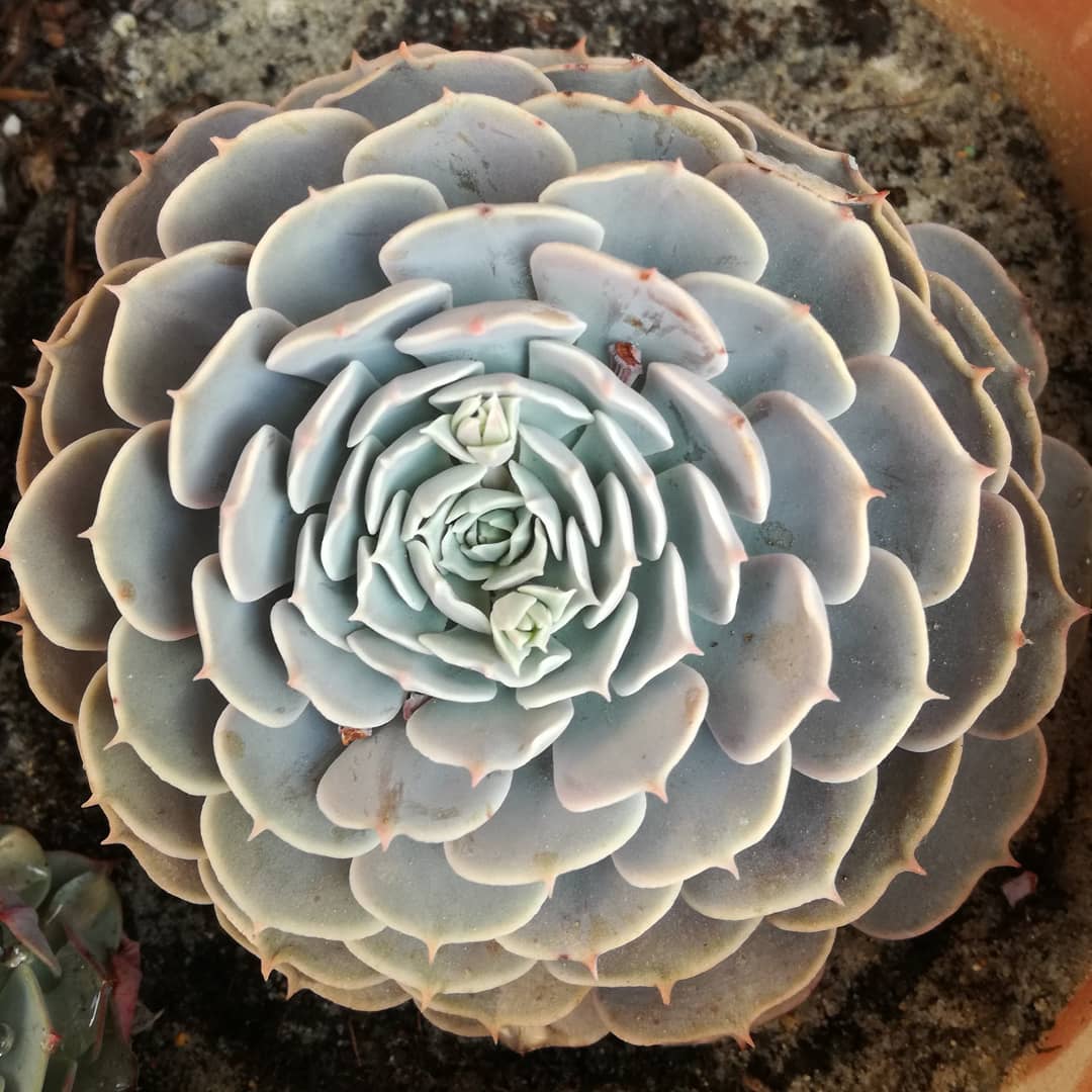 银星石 Echeveria 'Wavellite'