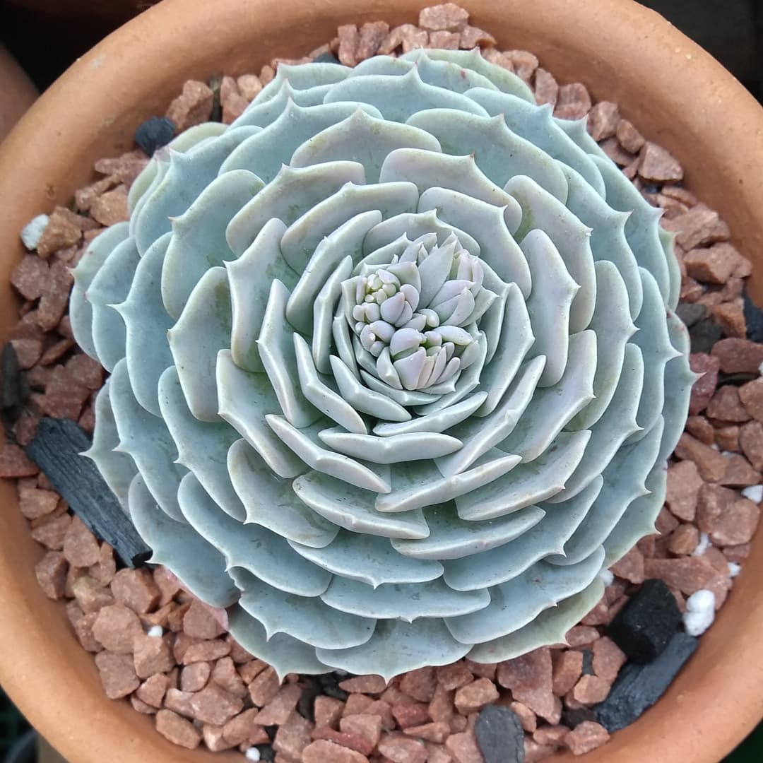 银星石 Echeveria 'Wavellite'