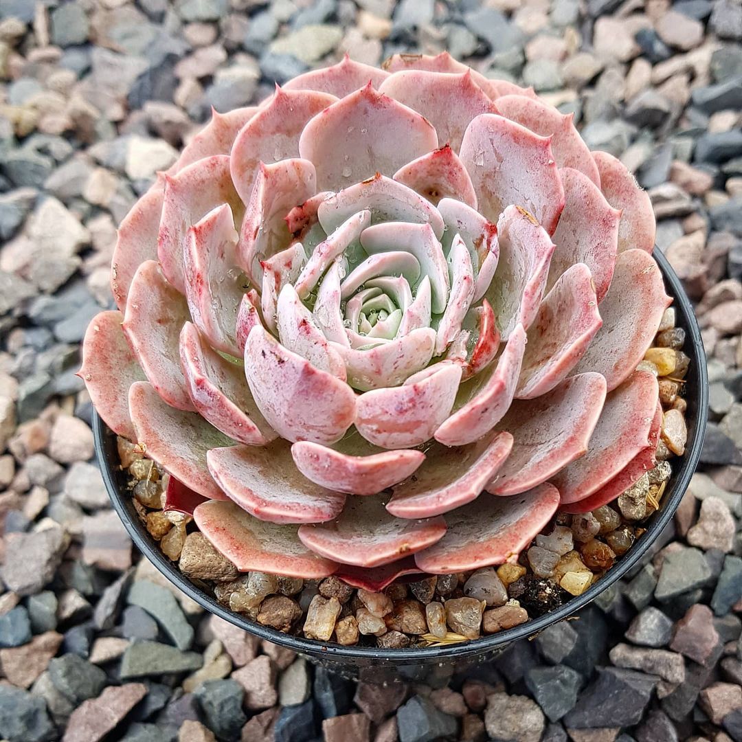 银星石 Echeveria 'Wavellite'