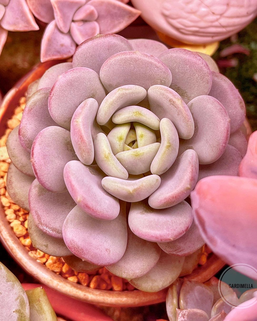 冰淇淋 Echeveria 'Ice Cream'