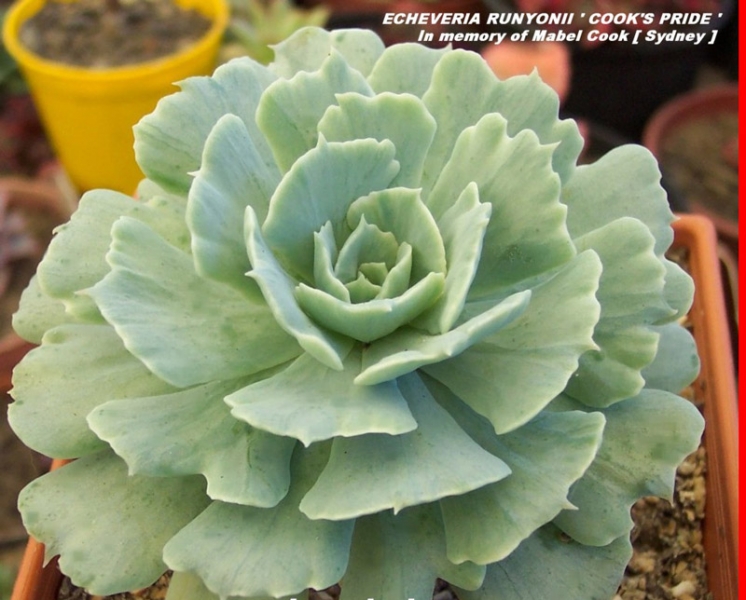 库克的骄傲 Echeveria runyonii 'Cook's Pride'