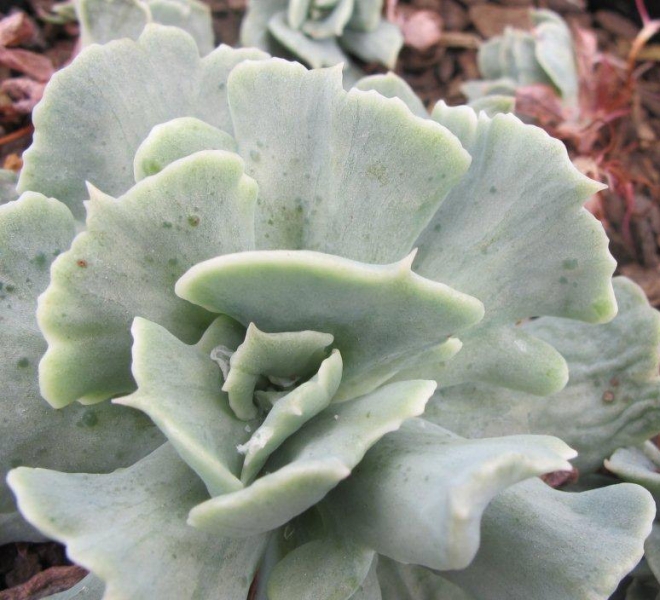 库克的骄傲 Echeveria runyonii 'Cook's Pride'