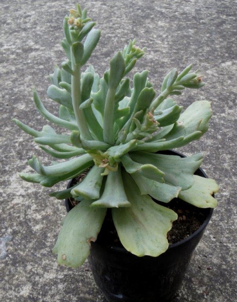 库克的骄傲 Echeveria runyonii 'Cook's Pride'