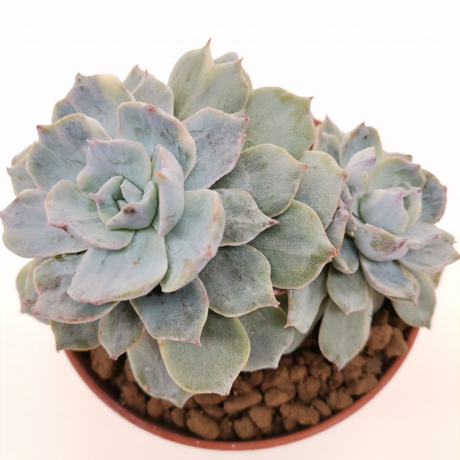 库克的骄傲 Echeveria runyonii 'Cook's Pride'