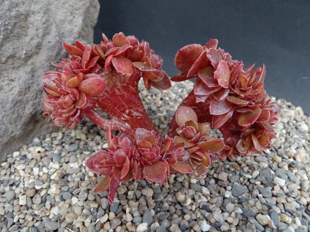 流苏缀化 Echeveria fimbriata