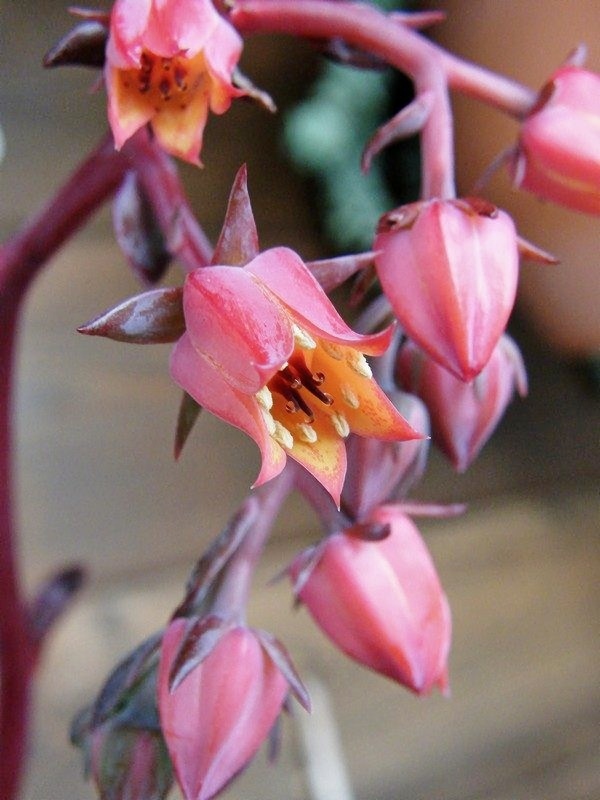 流苏 Echeveria fimbriata