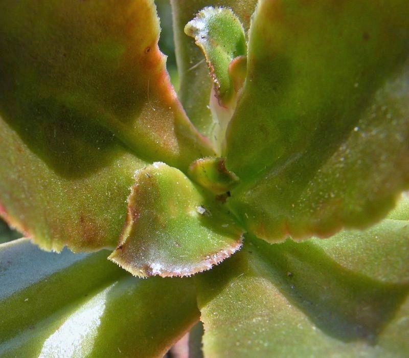 流苏 Echeveria fimbriata