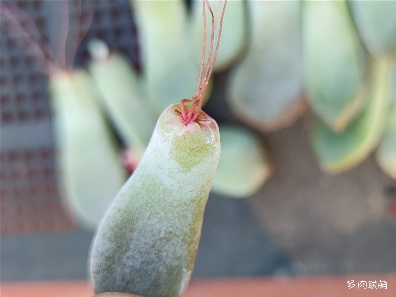 芙蓉雪莲叶插