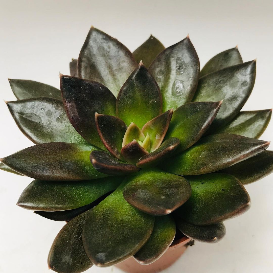 古紫/黑骑士 Echeveria Affinis