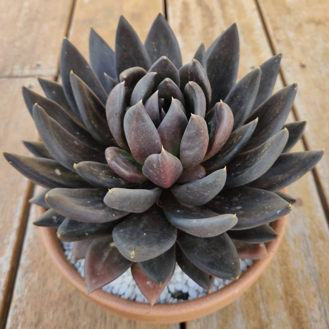 古紫/黑骑士 Echeveria Affinis