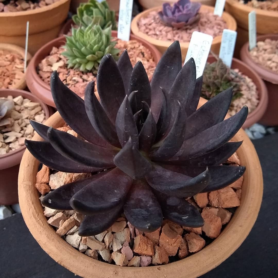 古紫/黑骑士 Echeveria Affinis