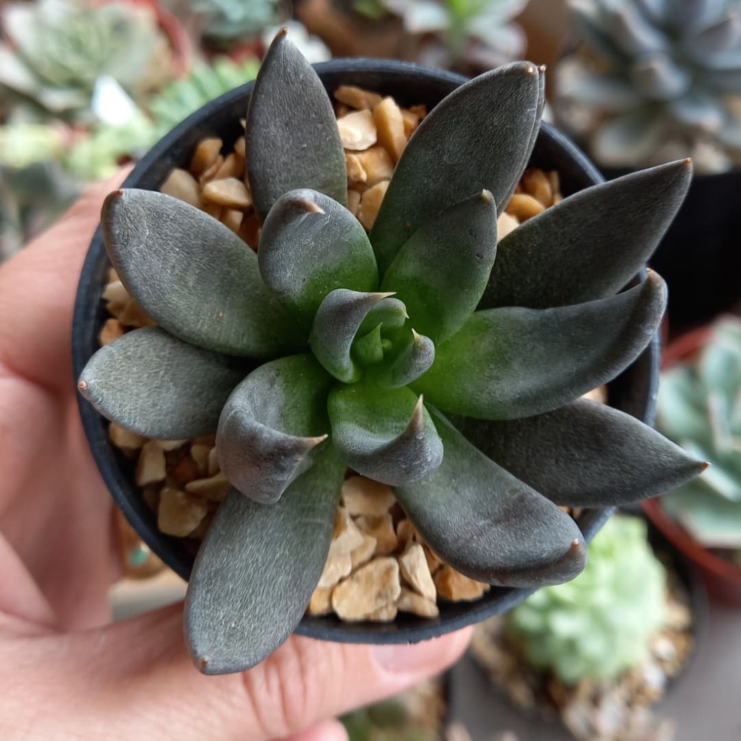 古紫/黑骑士 Echeveria Affinis