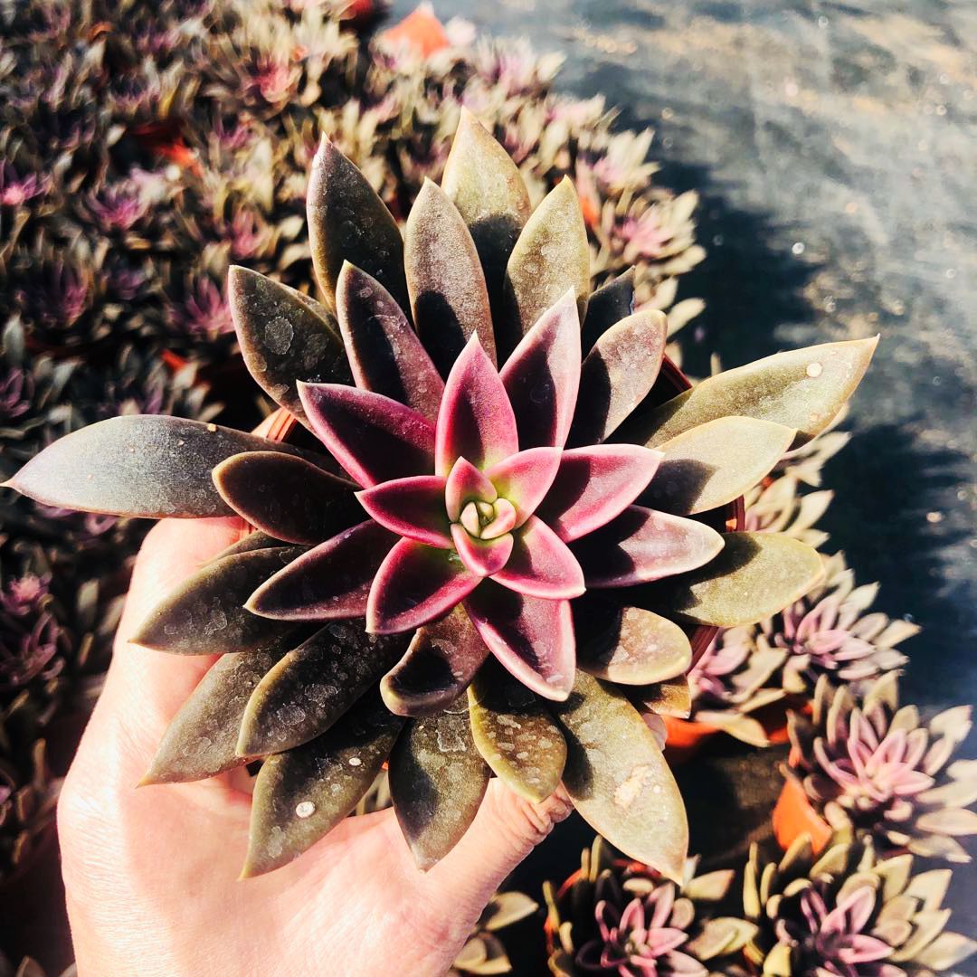 黑美人，大概是塞拉纳Echeveria 'Serrana'