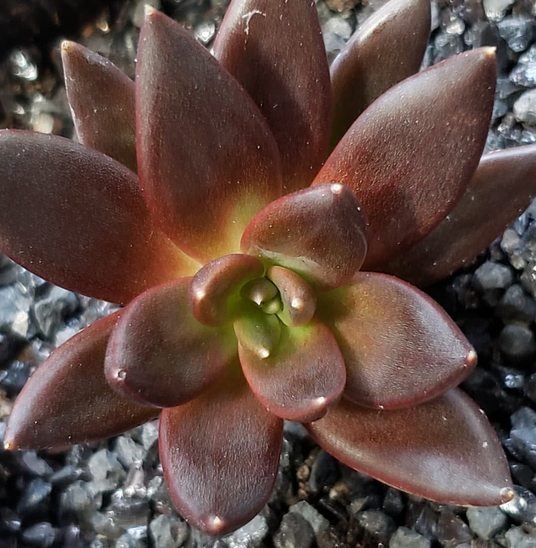 古紫/黑骑士 Echeveria Affinis