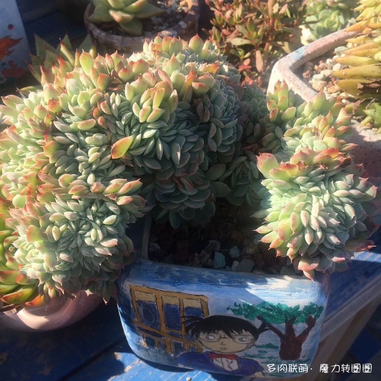香妃月影缀化