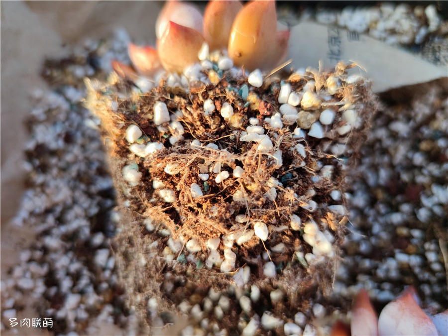 脱土后的芙蓉雪莲根系