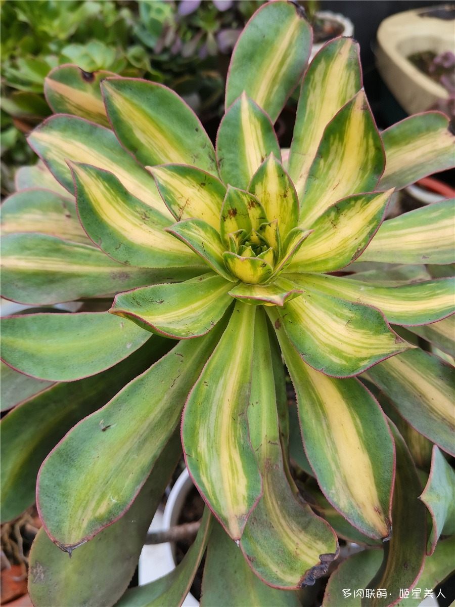 莲花掌属