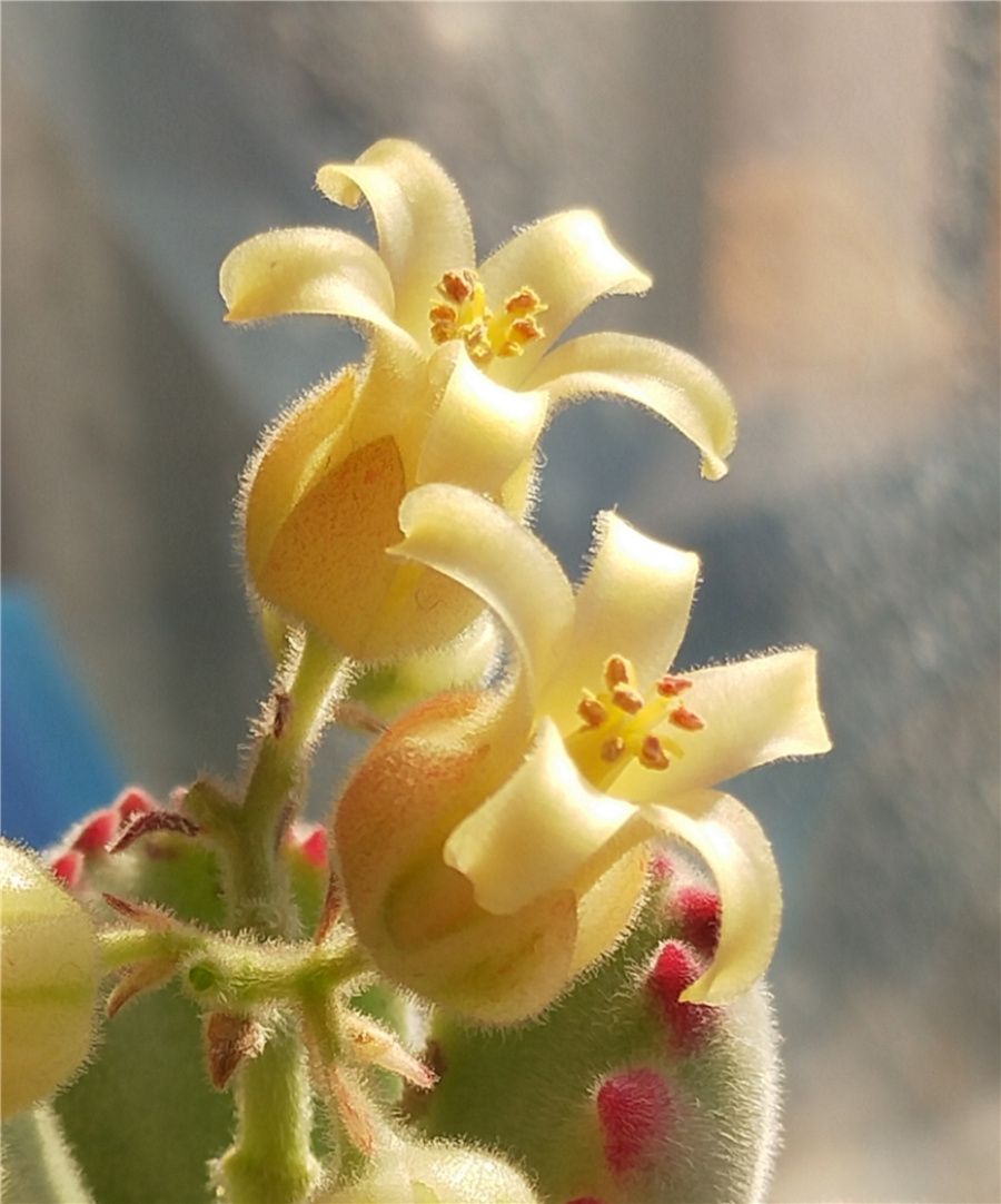 熊童子花