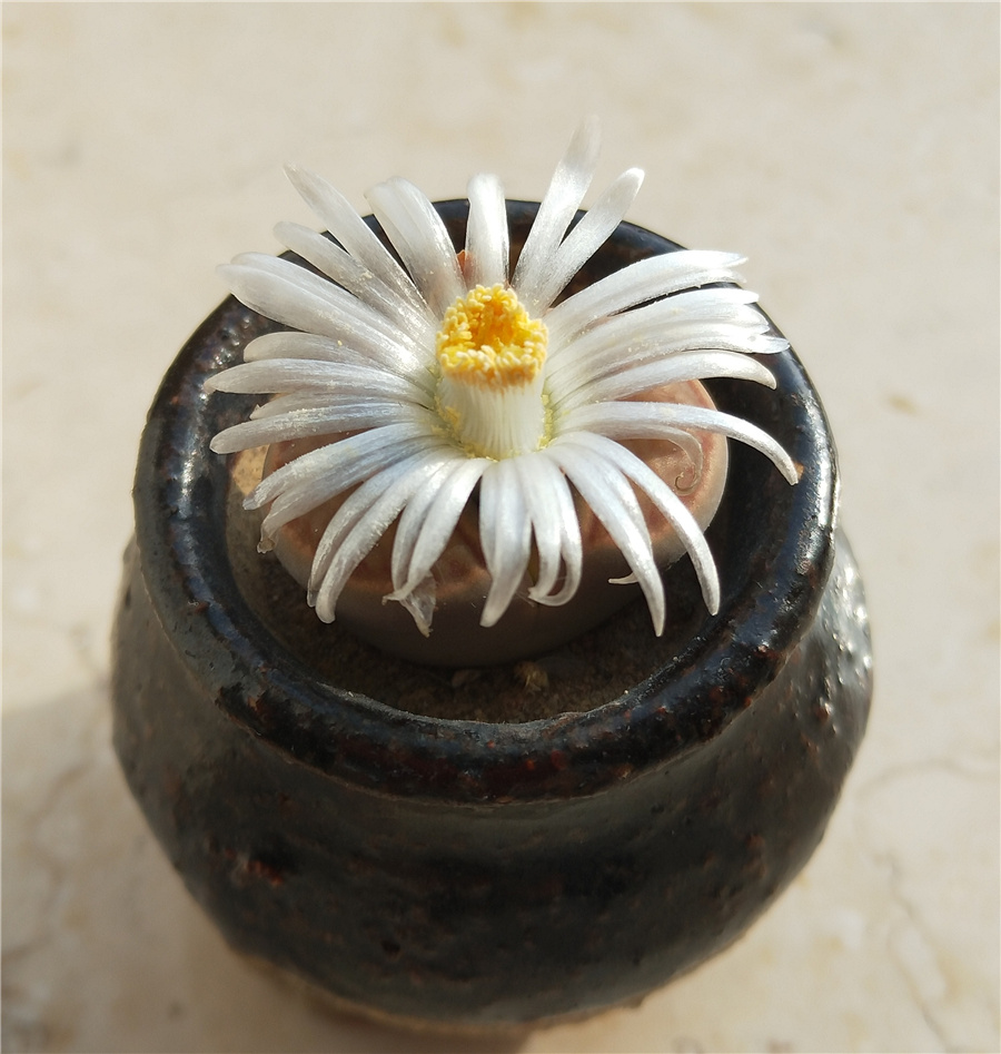 生石花