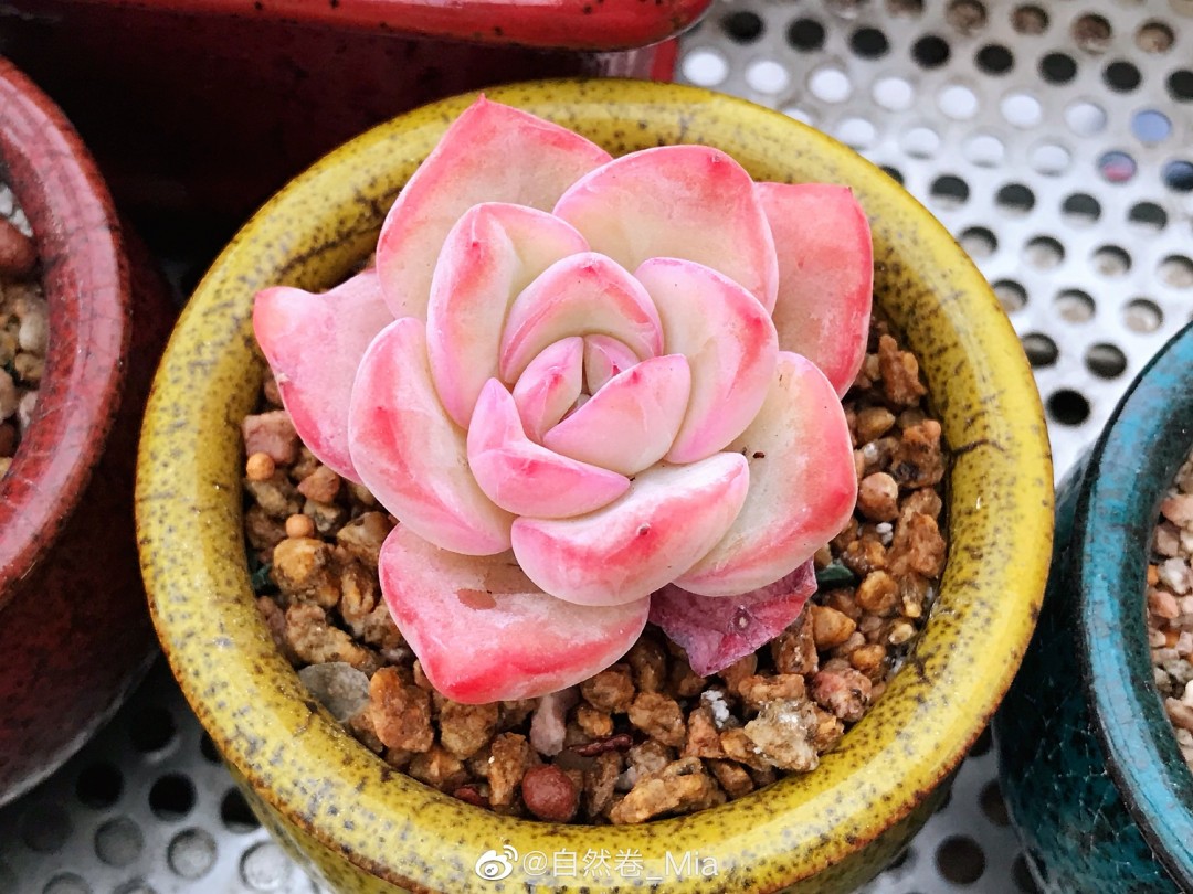 草莓泡芙 Echeveria 'Strawberry Puff'