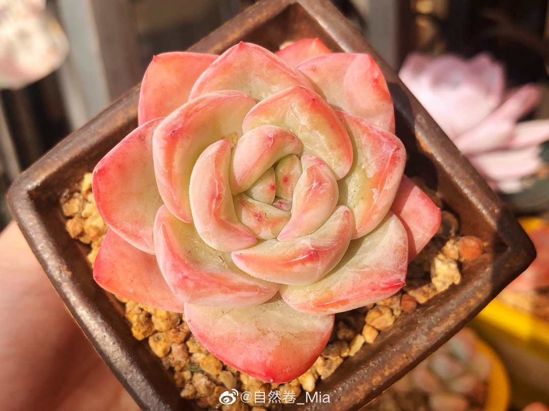 草莓泡芙 Echeveria 'Strawberry Puff'