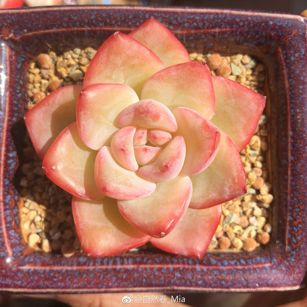 草莓泡芙 Echeveria 'Strawberry Puff'