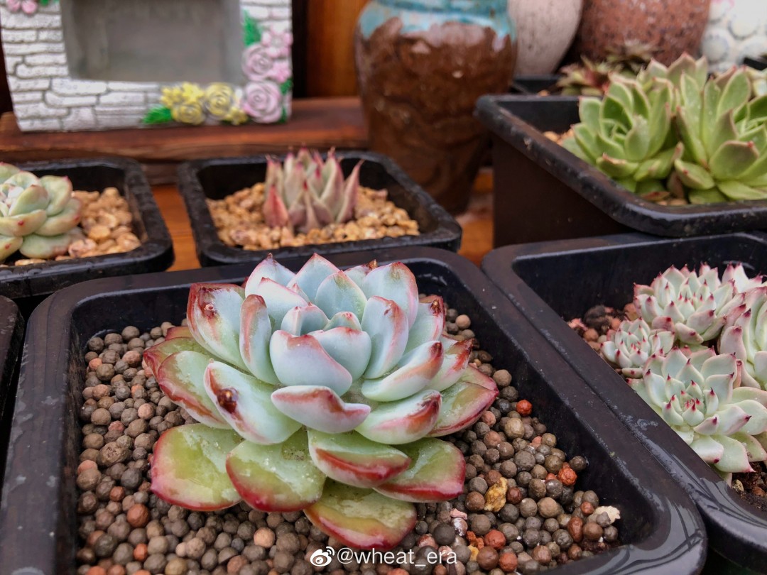 草莓泡芙 Echeveria 'Strawberry Puff'