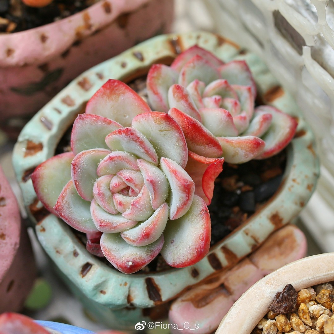 草莓泡芙 Echeveria 'Strawberry Puff'